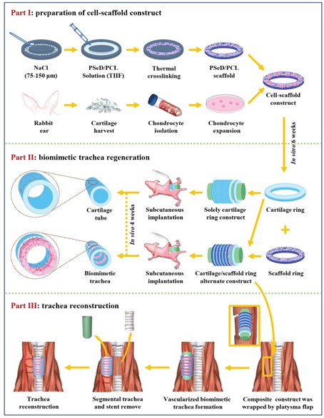 Biomimetic Trachea Regeneration Using A Modular Ring Strategy Based On ...