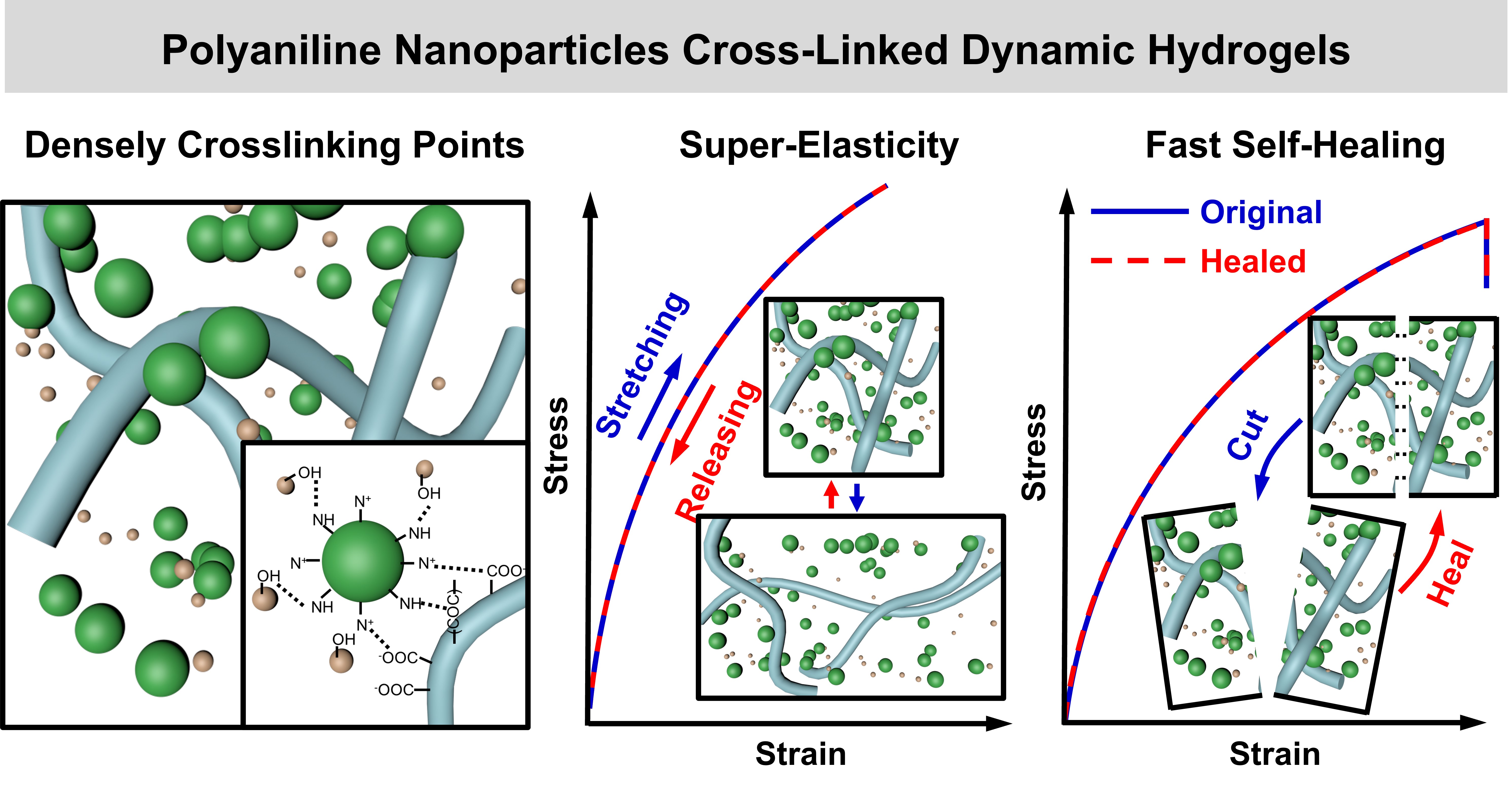 Highly Stretchable Ultra Soft And Fast Self Healable Conductive Hydrogels Based On Polyaniline