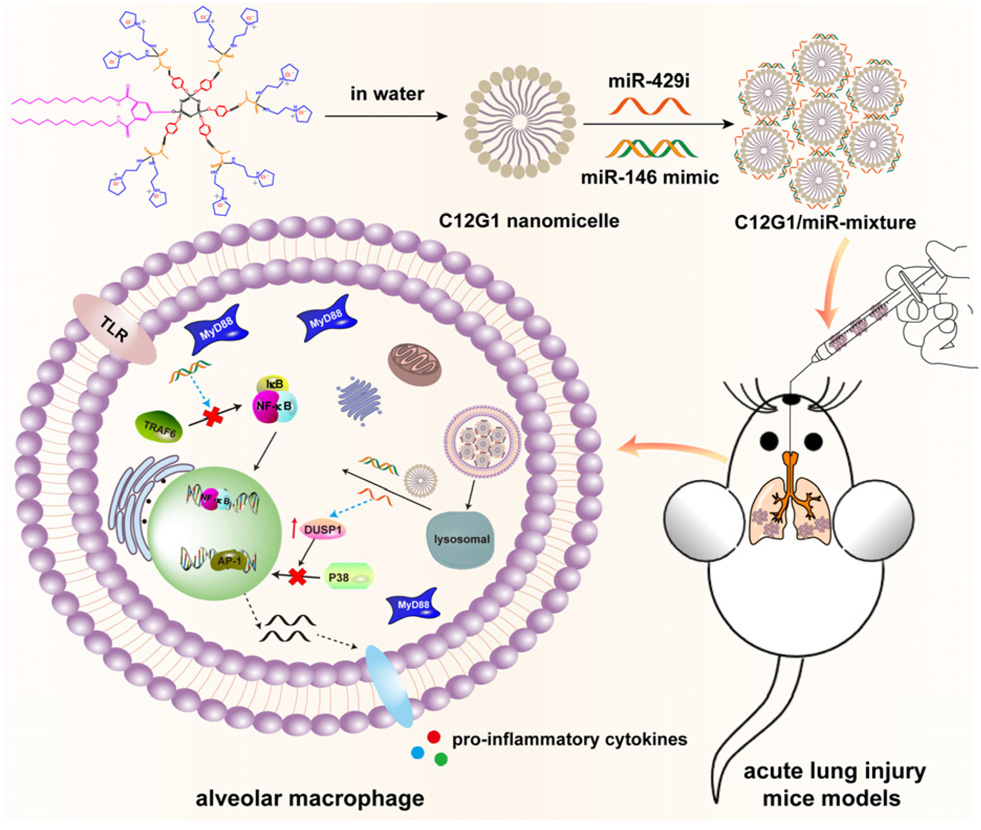Microrna Inhibtor 2022年12月,博士研究生李锦为第一作者的论文被Biomaterials Science正式接收发表